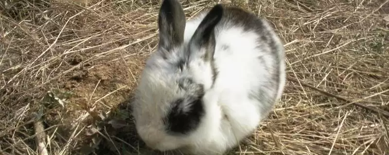 熊猫兔爱吃胡萝卜等什么食物?-会东网