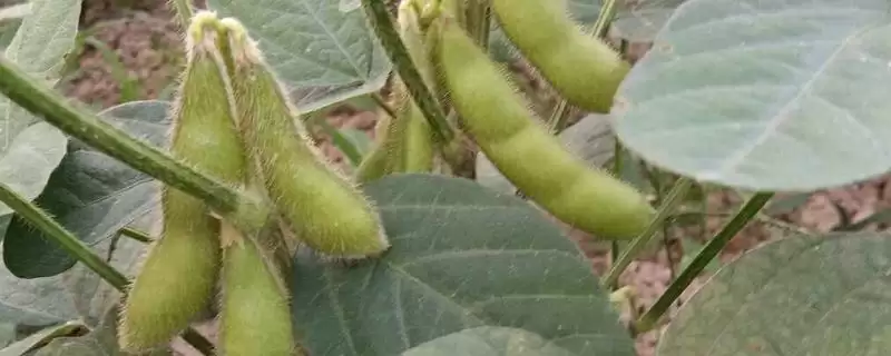 皖豆28大豆种子何时进行播种？-会东网