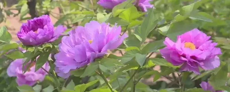牡丹花在我国主要有几个品种群？-会东网