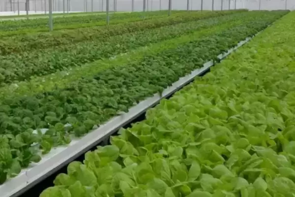 蔬菜低温天气如何用薄膜育秧？插图2