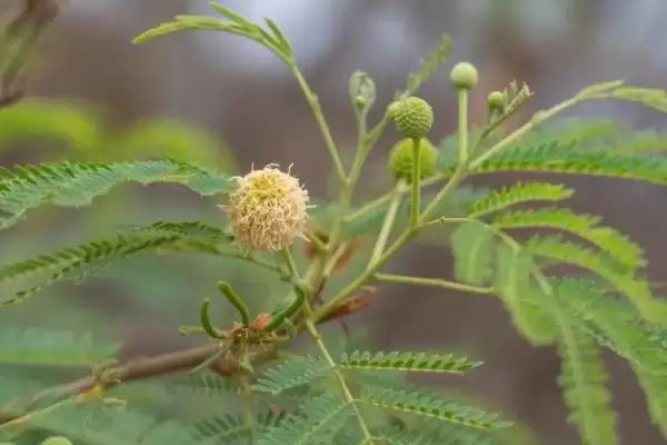 银合欢作为豆科灌木乔木如何介绍？插图2