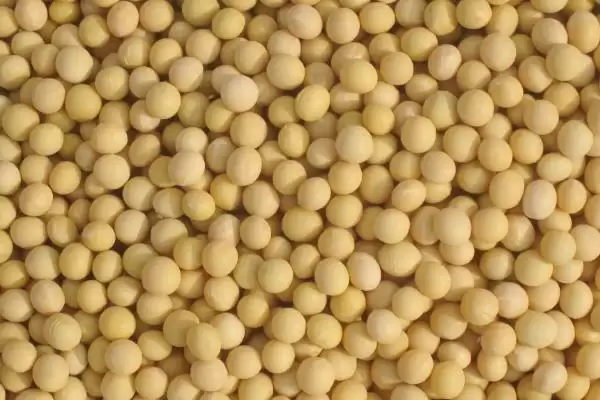 皖豆28大豆种子何时进行播种？插图1
