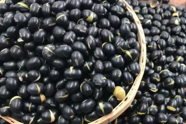 黑豆有苦味是因含生物碱的原因？插图1