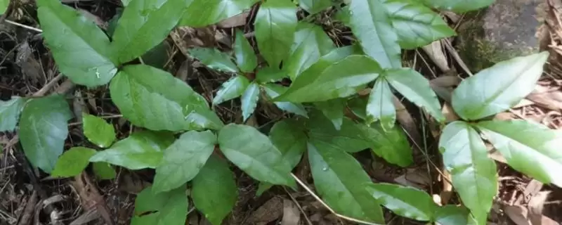 三叶青种植前景为何能卖上千元？-会东网