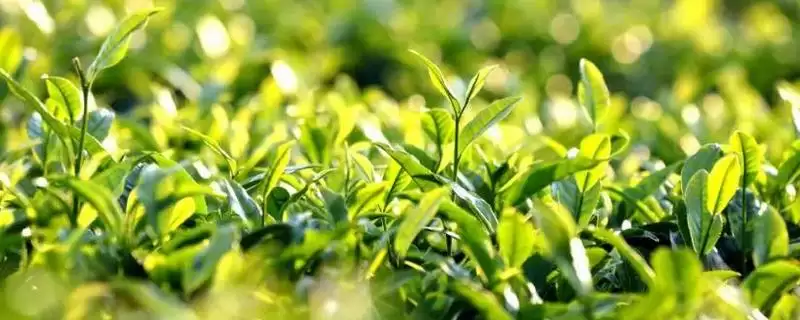 婺源绿茶价格一斤最低多少钱？-会东网