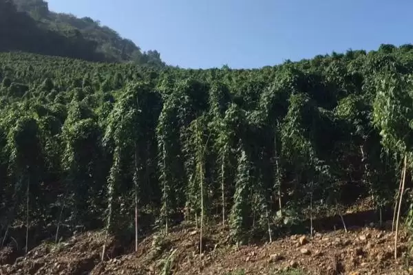山药种植如何选微酸性至中性土？插图2