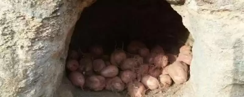如何地窖贮藏地瓜及入窖前准备？-会东网