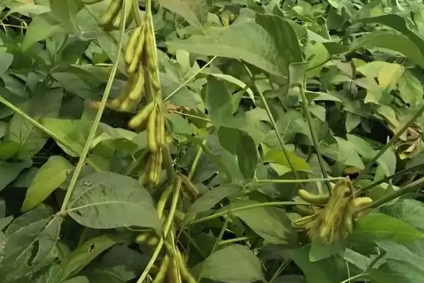 石豆3号大豆种子播种深度是多少？插图2