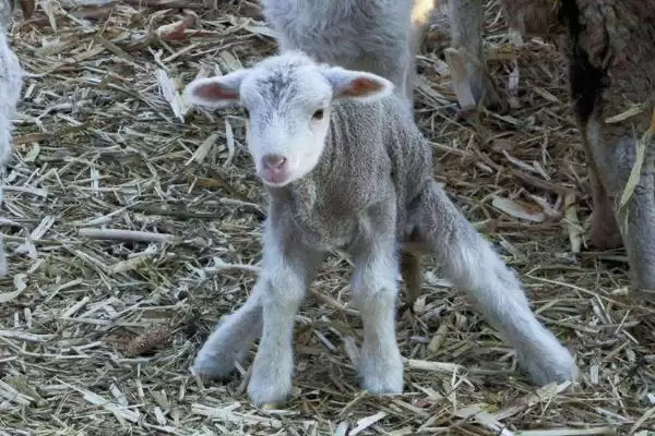 新生羔羊站不起来和钙磷有何关系?插图1 新生羔羊站不起来和钙磷有何关系?插图1