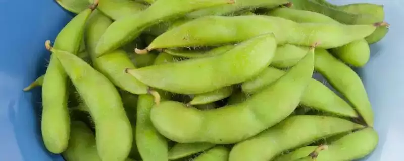 毛豆和黄豆之间存在怎样的等同关系？-会东网