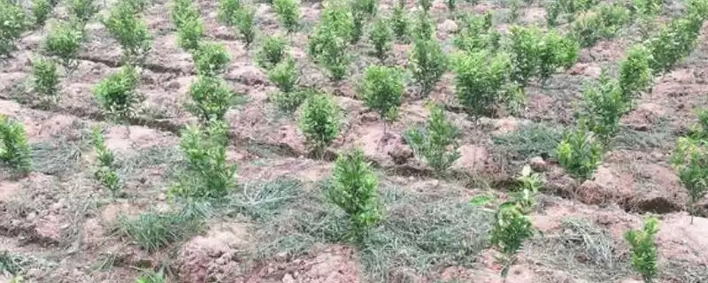 周豆23号大豆种子全生育期治虫？-会东网