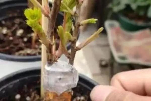盆栽月季花单枝套袋如何养护？插图2