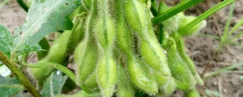 黔豆9号大豆种子全生育期多久？-会东网