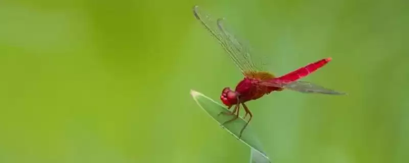 四大益虫蜻蜓等是哪四种昆虫？-会东网