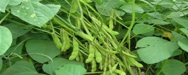 绿宝青1号大豆品种地膜覆盖何时播种?插图 绿宝青1号大豆品种地膜覆盖何时播种?插图