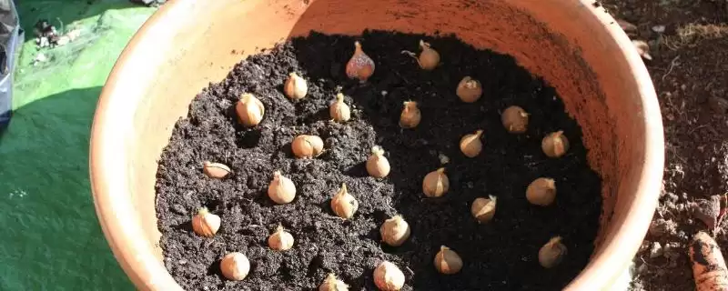 香雪兰种球选1cm以上大球原因?-会东网