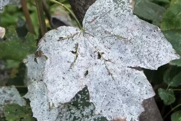 豌豆褐斑病在何种条件下发病重？插图3