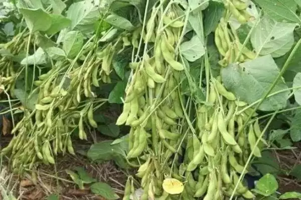 中黄610大豆种子中抗病毒特性？插图2