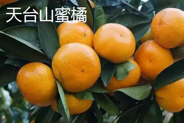 浙江省诸暨市有何特产同山烧？插图12