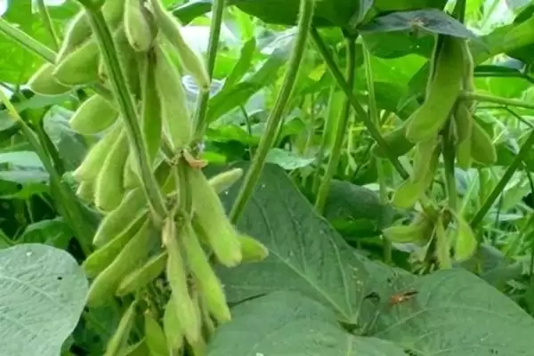 闽豆5号大豆品种每亩种多少株左右？插图2
