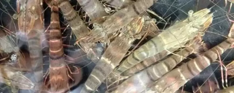 斑节对虾天晴日暖时如何放苗？-会东网