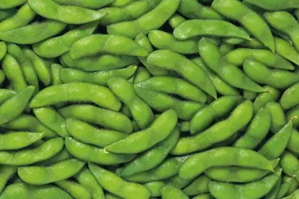 毛豆和黄豆之间存在怎样的等同关系？插图2