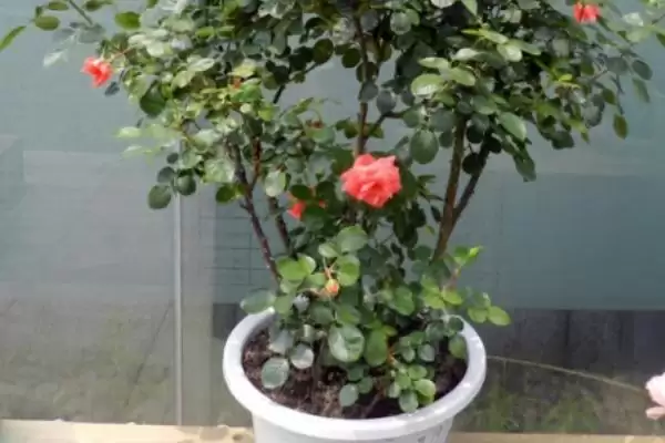 盆栽月季花单枝套袋如何养护？插图3