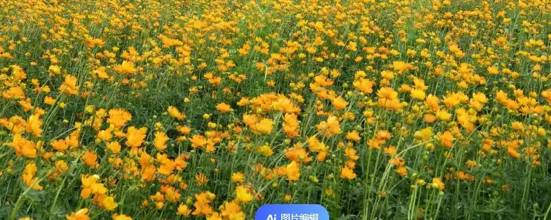 泰国国花金莲花有何相关介绍?-会东网