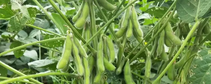 衢鲜5号大豆品种有哪些特性？-会东网