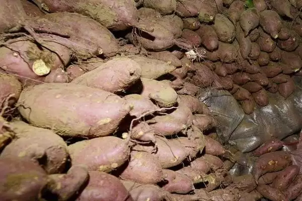 如何地窖贮藏地瓜及入窖前准备？插图1
