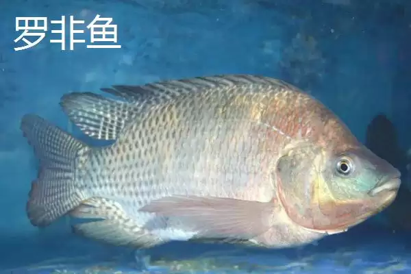 伊豆和伊势尼钩条粗细有何区别？插图6