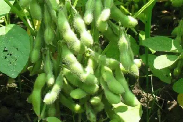 闽豆5号大豆品种每亩种多少株左右？插图3