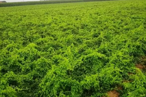 山药种植如何选微酸性至中性土？插图3
