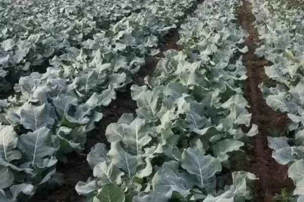 蔬菜低温天气如何用薄膜育秧？插图6