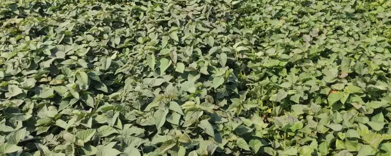 西瓜红红薯五一后10天如何定植？-会东网