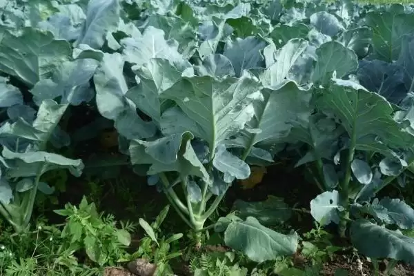 蔬菜低温天气如何用薄膜育秧？插图11