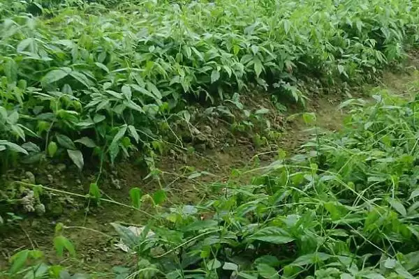 三叶青种植前景为何能卖上千元？插图1