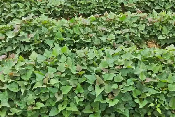 西瓜红红薯五一后10天如何定植？插图2