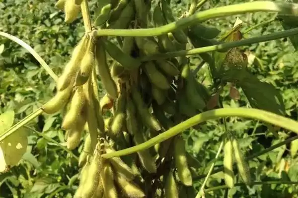 潍豆10号大豆品种中等肥力亩种？插图1