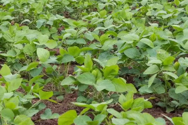 衢鲜5号大豆品种有哪些特性？插图3