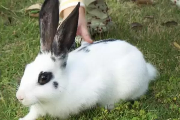 熊猫兔爱吃胡萝卜等什么食物?插图1 熊猫兔爱吃胡萝卜等什么食物?插图1