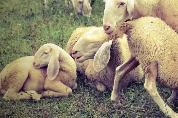 新生羔羊站不起来和钙磷有何关系?插图2 新生羔羊站不起来和钙磷有何关系?插图2