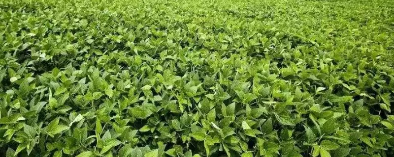 奎鲜8号大豆种子4月上旬播种？-会东网
