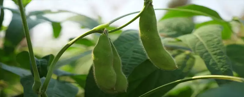 圣豆85大豆种子中抗灰斑病特性？-会东网