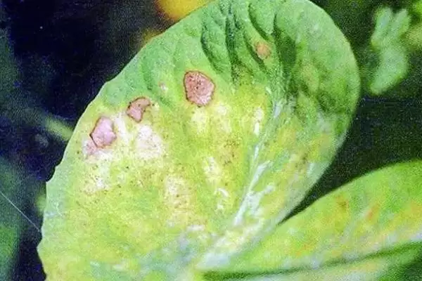 豌豆褐斑病在何种条件下发病重？插图2