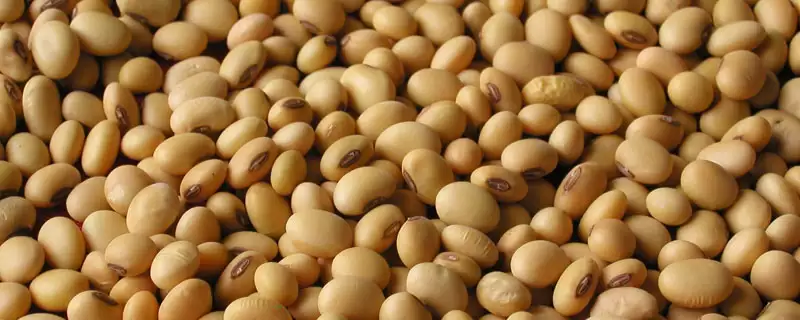 石豆3号大豆种子播种深度是多少？-会东网
