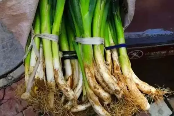 葱有哪些保存的方法和方式呢,葱的保存方法插图5 葱有哪些保存的方法和方式呢,葱的保存方法插图5