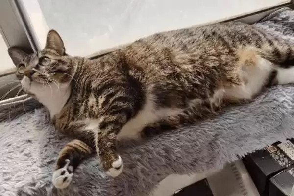 对猫毛过敏者养猫情况,对猫毛过敏的人能不能进行养猫插图1 对猫毛过敏者养猫情况,对猫毛过敏的人能不能进行养猫插图1