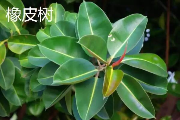 不怕太阳晒的盆栽植物有哪些呢,不怕太阳晒的盆栽植物有哪些插图6 不怕太阳晒的盆栽植物有哪些呢,不怕太阳晒的盆栽植物有哪些插图6
