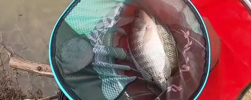 钓罗非鱼的调钓方法选择,钓罗非鱼适合调几钓几的方法-会东网